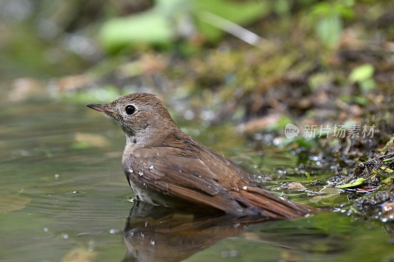 夜莺洗涤(Luscinia megarhynchos)